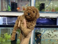 Aşıları Tam Poodle