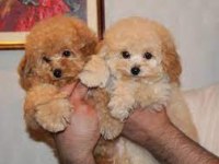Dişi Erkek Dizayn Sevimli Maltipoo Bebekler