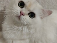 British Longhair Silver