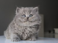 Mavi british longhair boncuklarım