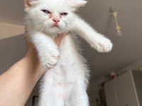 Güzeller Güzeli British Shorthair Dişi
