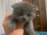 Bristh shorthair ve scotih fold yavrularimiz