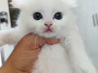 A kalite British LongHair
