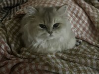 3.5 aylık british longhair erkek yavrum