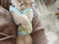 Yavru Scottish Fold Kedimiz