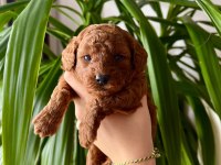 EV ÜRETİMİ IRK VE SAĞLIK GARANTİLİ TOY POODLE KÖPEKLER