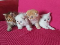 İki aylık british longhair yavrular