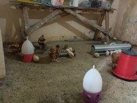 32 Tane Satılık Bıldırcın