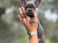 French Bulldog yavrularımız