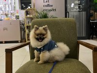 Pomeranian Boo 9 Aylık