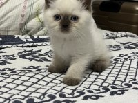 45 GÜNLÜK BLUE POİNT KEDİMİZ