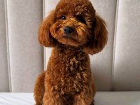 Acil uygun 14 Aylık Poodle