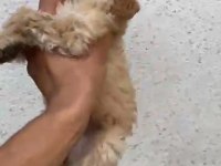 Çok güzel dişi erkek maltipoo yavrular
