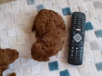 SEVİMLİ TÜY YUMAKLARI POODLE