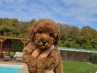Poodle Çiftliğinden Red Brown Toy Poodle Bebeklerimiz