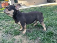 French Bulldog Coco Tan