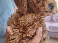 2 Aylık Safkan Toy Poodle Dişi