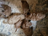 Toy poodle