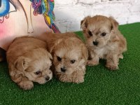 Mini Mini Morkie Yavruları