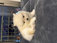 Pomeranian Boo Yavruları (Erkek)