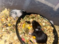 Siyah minik kömür hamster yavrularımız