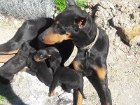 sahiplendirme doberman