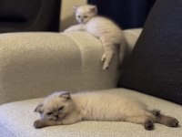 SİYAM KEDİSİ MAVİ GÖZLÜLERİMİZ YENİ YUVALARINI ARIYOR