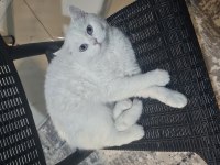 Beyaz Tüylü Mavi Gözlü British Shorthair