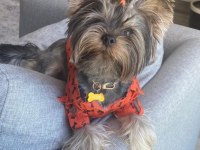 Yorki Bebekler