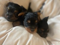 Minik yorkshire terrier yakışıklılar