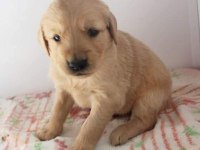 Safkan golden retriever yavrular