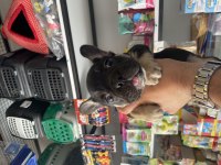 Egzotik Black And Tan Fullfy Taşıyıcı Erkek French Bulldog