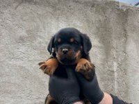 Safkan Rottweiler Yavrular