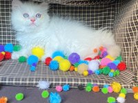 British Longhair Pamuk Şekerler