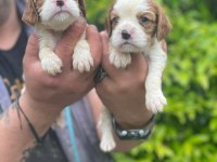 Sağlık ve ırk garantili cavalier king charles yavrularım