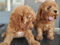 Maltipoo oyuncak tatlı bebişler