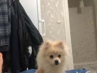 6 Aylık spitz yavrumuz yuvasını arıyor