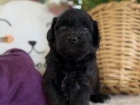 Nadir bulunan siyah Poodle