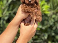 Mersin Toy Poodle Yavrularımız