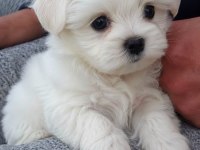 Maltese Terrier Xs Teacup Bebeklerim