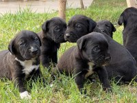 CANE CORSO 45 GÜNLÜK YAVRULAR MÜKEMMEL GENETİK