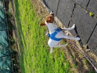 Ücretsiz jack russell lorda yeni aile arıyoruz