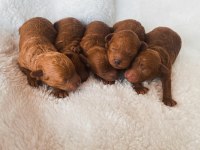 Mini toy poodle yavrular