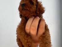Yok böyle bir poodle
