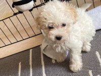 Poodle Kızımıza Aile ARIYORUZ