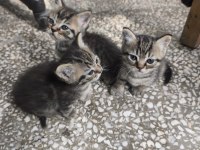Kırma iran kedisi yavrusu