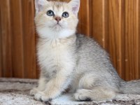 Golden British Shorthair Yavrular