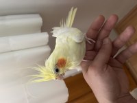 2 Yaşında Dişi Sultan Papağanı