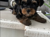 Yorki mini boy Yorkshire Terrier erkek ve dişi yavru
