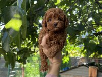 Safkan Kore Teacup Poodle Yavrularımız